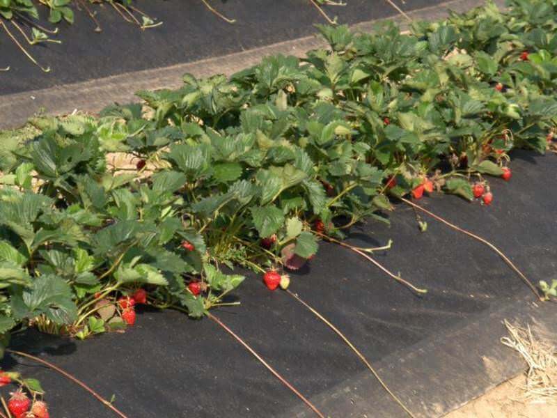 Sauber liegende Erdbeeren auf dem Wassertaschenfolienvlies – ohne Bodenkontakt