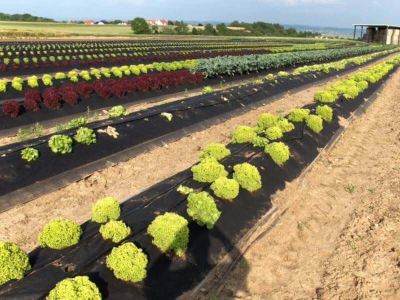 Salatkultur in grünen und roten Sorten auf schwarzem Wassertaschenfolienvlies